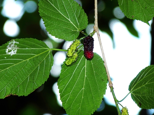 {Morus rubra}